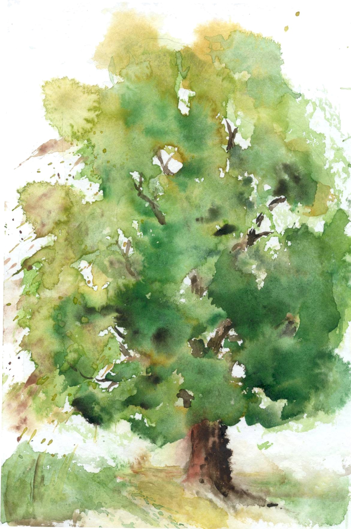 Maulbeerbaum